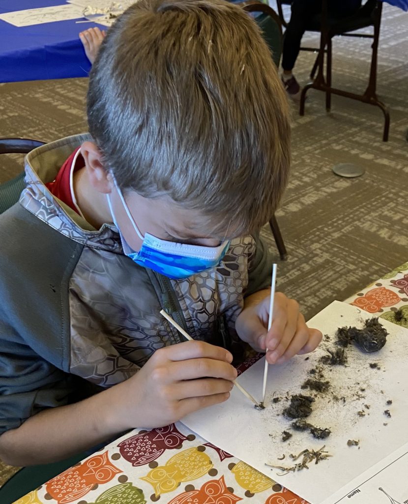 Student carefully dissecting owl pellet
